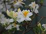 Rhodo Saint Ruan2